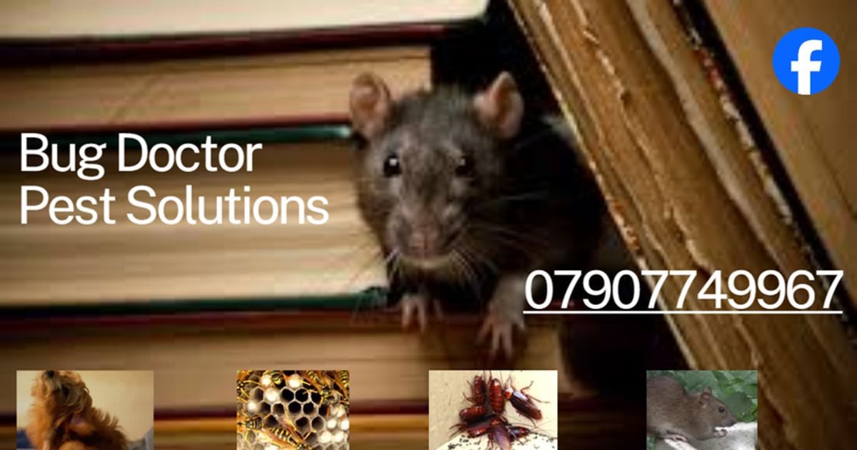 Logo Master Chimney Sweep & Pest Control